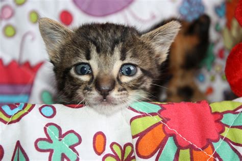 Gatos en adopción en Valencia